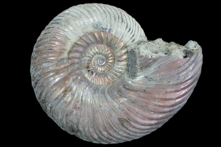 Iridescent Ammonite (Quenstedticeras) Fossil With Pyrite #78488